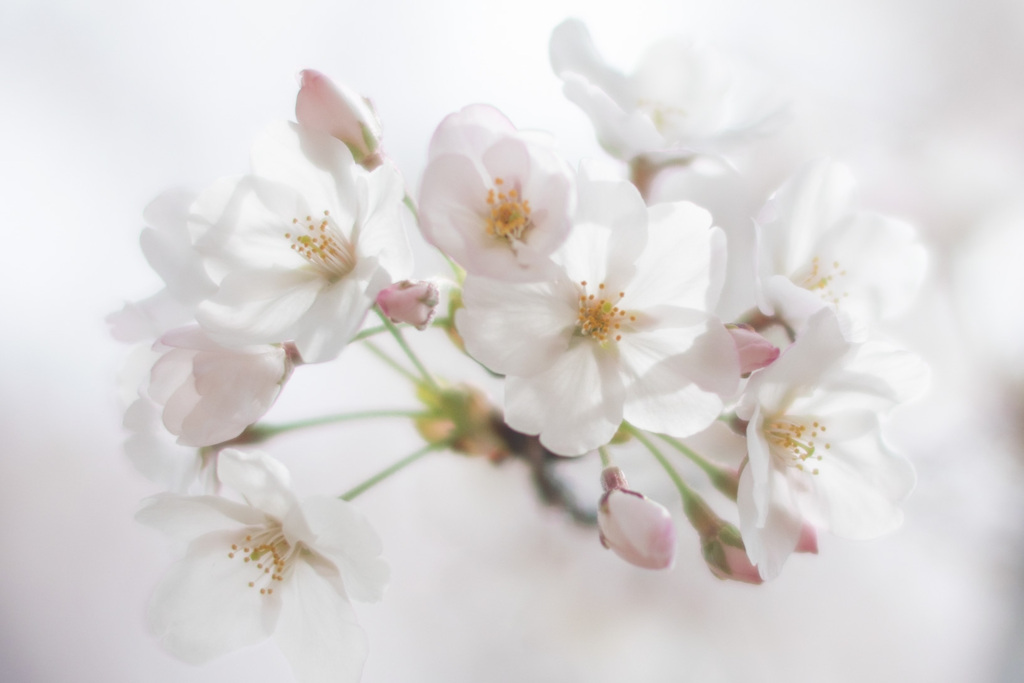 今年の桜