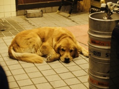 ゴールデンレトリーバー