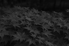 もみじ