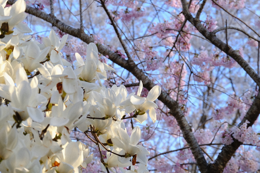 白木蓮×桜