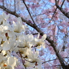 白木蓮×桜