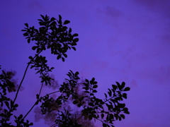 紫に浮かぶ