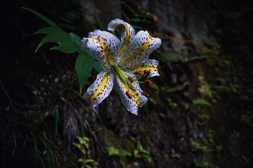 百合の花