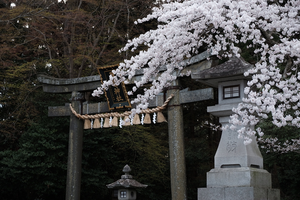 春の鳥居