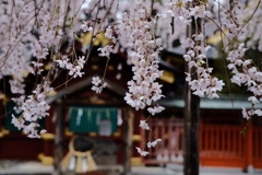 神社にて。