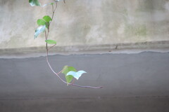 蔦