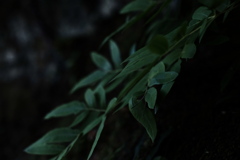 葉