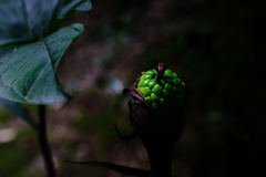 植物