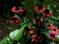 pink flower