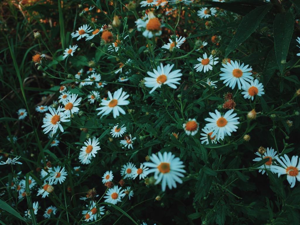 野の花