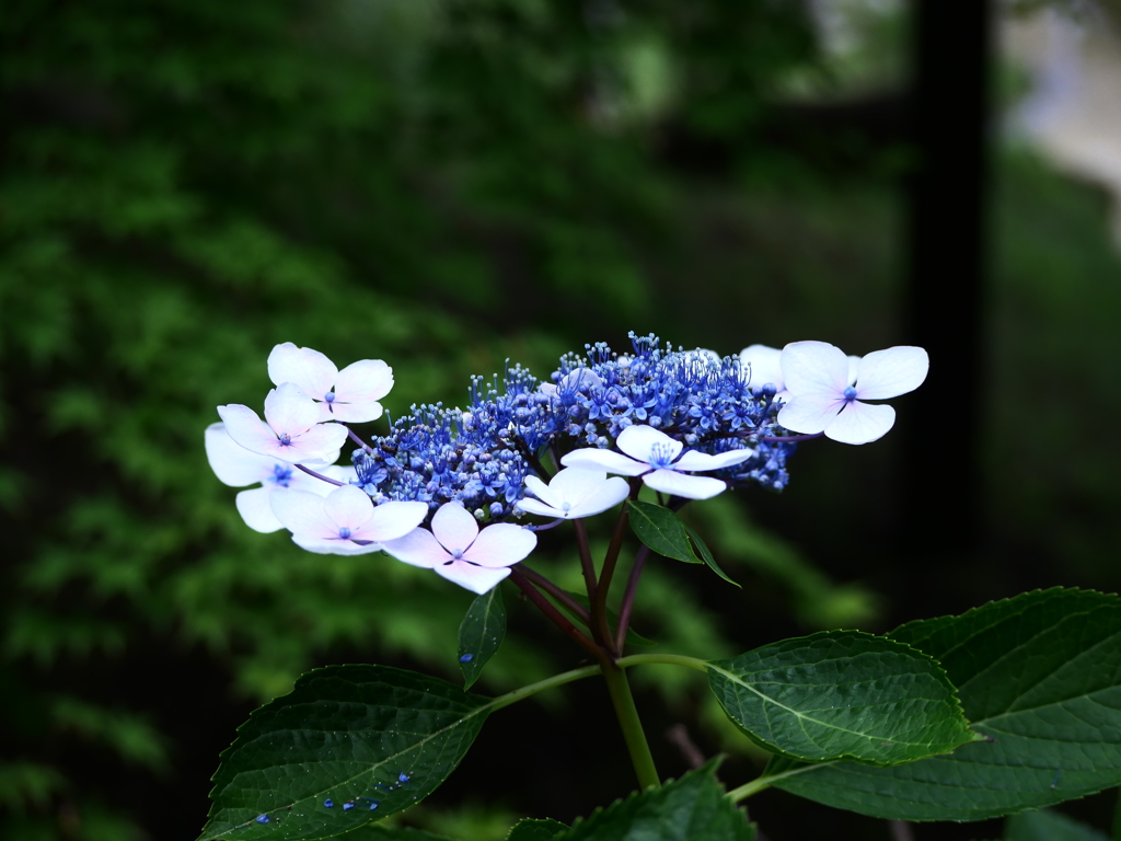 散りはじめの紫陽花