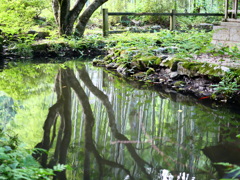 水面の緑