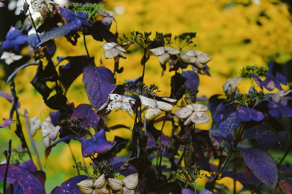 秋の紫陽花
