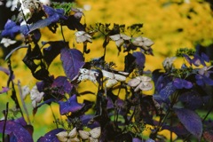 秋の紫陽花