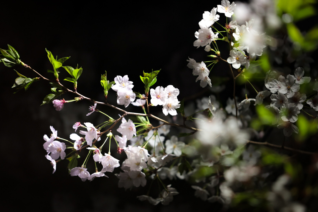 月夜の花宴