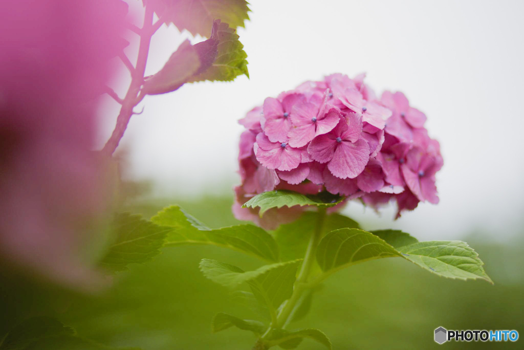 曇り空の紫陽花