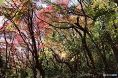 小豆島の紅葉