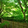 新緑の紅葉寺＃3