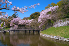 今年の桜は彦根城　＃3