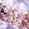 今年の桜は彦根城　＃１