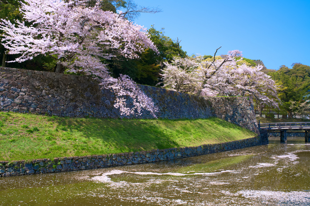 今年の桜は彦根城　＃4