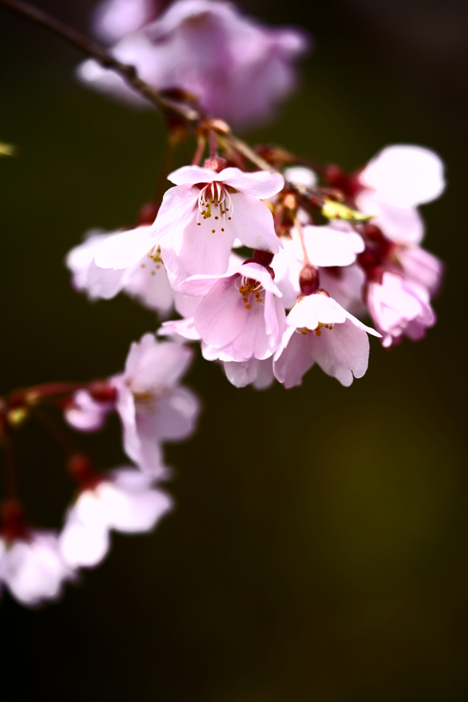 桜　＃1