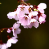 桜　＃1