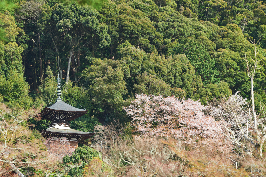 禅林寺　多宝塔と桜