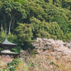 禅林寺　多宝塔と桜