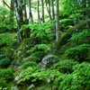 新緑の紅葉寺＃2