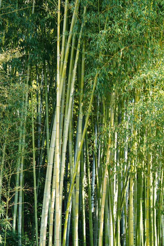 京都散歩　＃3