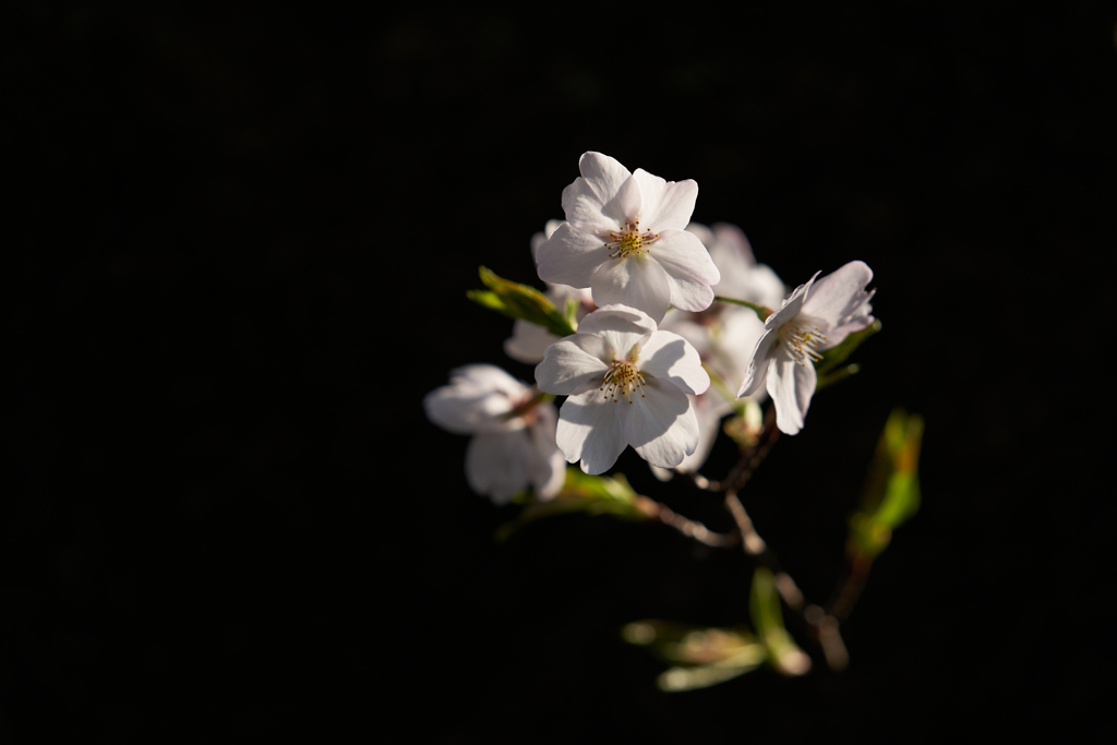 桜　＃5