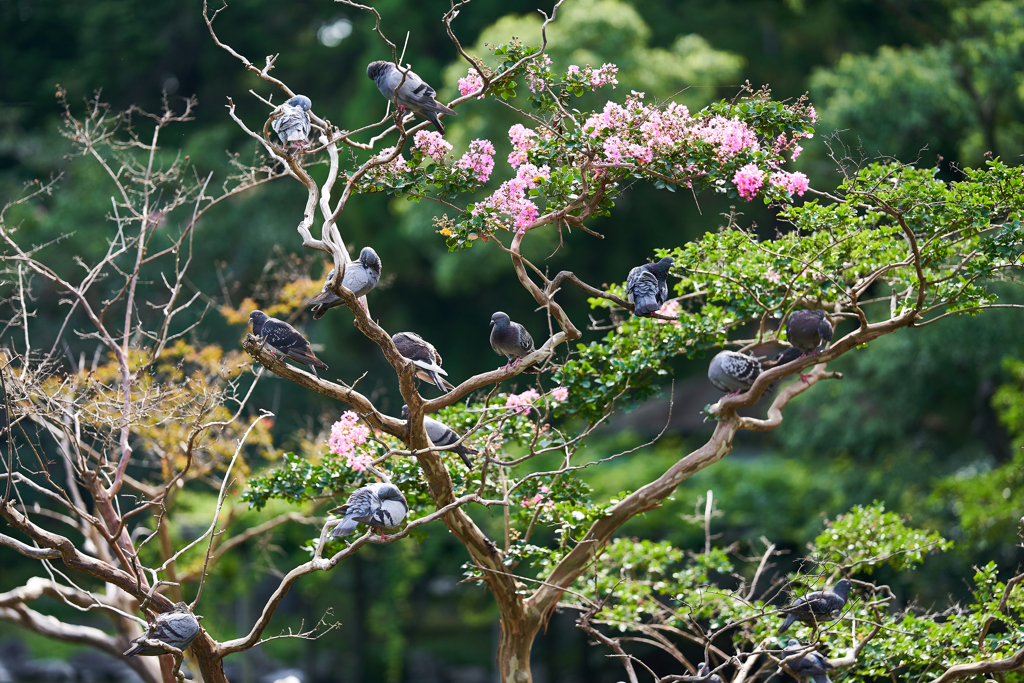 鳩の木