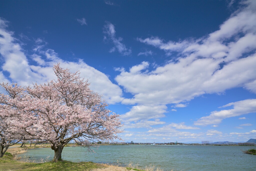 桜と空と水