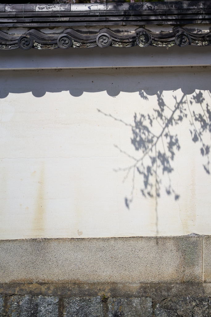 白壁に桜