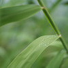 雨上がり