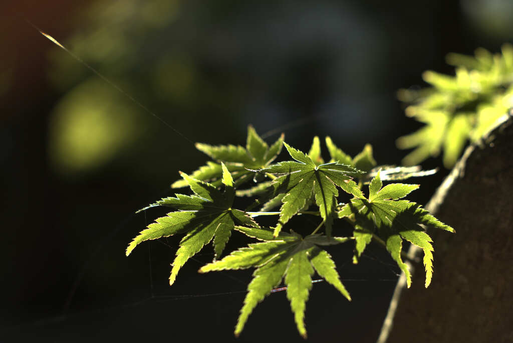 青紅葉に蜘蛛の糸