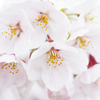 桜　＃3