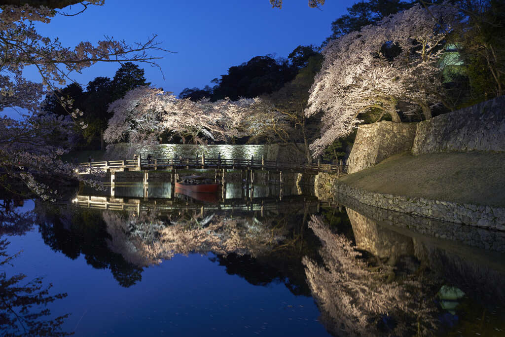 夜桜遊覧