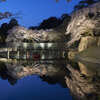 夜桜遊覧