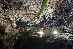 夜桜とウニウニ