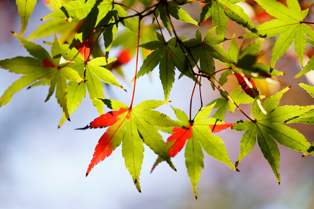 指だけ紅い