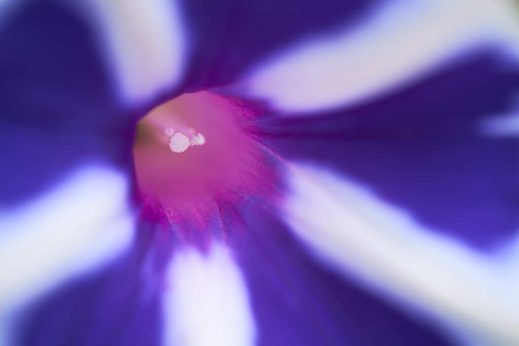 朝顔