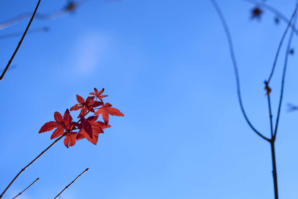 名残の紅葉