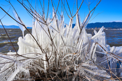 琵琶湖の樹氷　＃１