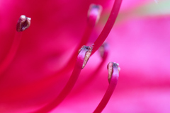 macro　#2