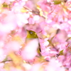桜の刻､歓喜の刻 3