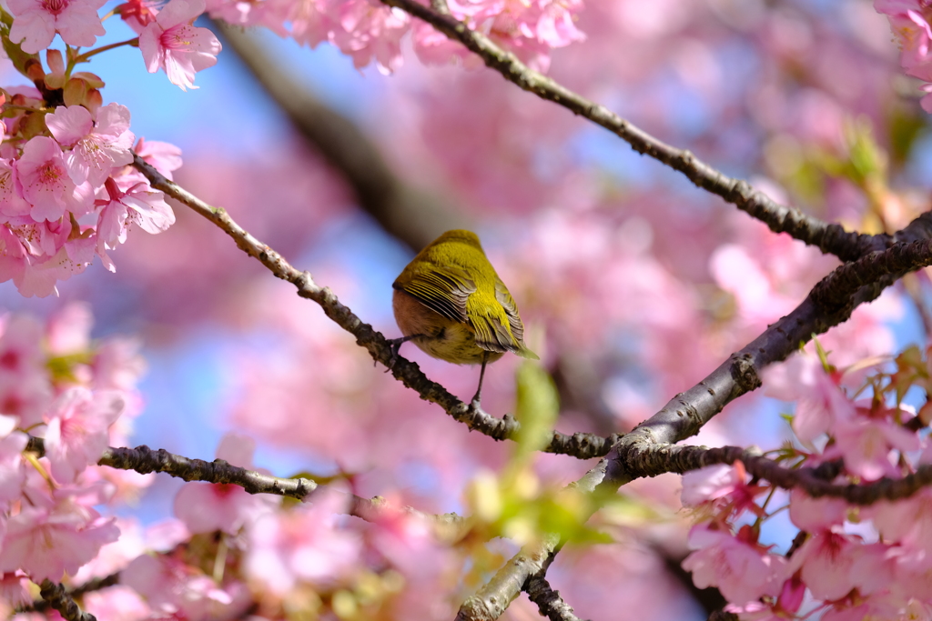 桜の刻､歓喜の刻 2