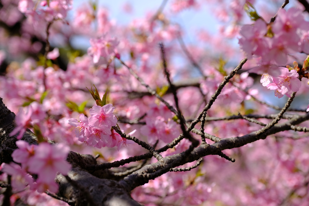 河津桜～春の訪れ～