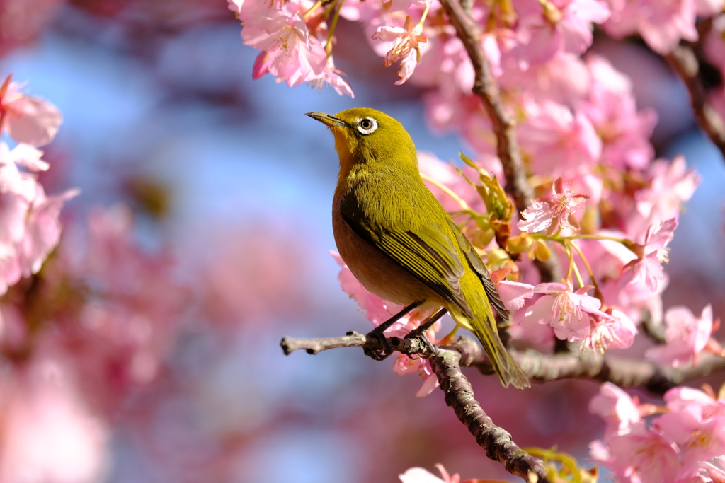 桜の刻､歓喜の刻 10